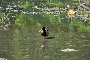 Ducks in the pond of Kaliningrad in the summer.