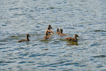Ducks in the pond of Kaliningrad in the summer.