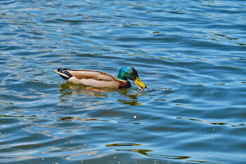 Ducks in the pond of Kaliningrad in the summer.