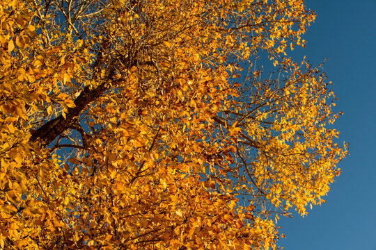 Cottonwood Tree In The Fall;  Ft Collins, Colorado