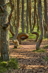 Dancing forest on the Curonian Spit of the Kaliningrad region.