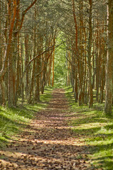 Dancing forest on the Curonian Spit of the Kaliningrad region.