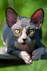 Beautiful young Sphinx cat of blue and white color lies on the rug, looks at camera, listens to what they say. Front view. Natural blurred green background. Your Cat's Questions Answers Day concept.