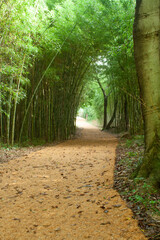 Bamboo path in South Korea.