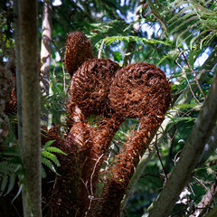 A family of new fern fronds called koru, Abel Tasman National Park, New Zealand.