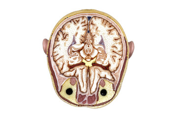The horizontal section through the human head model plate 6 from 11 plate for physical anatomy...