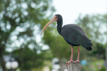 Tapicuru landed with blurred background