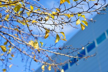 黄色の葉っぱと空と青いビル