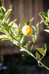 Young tangerine tree producing fruit 
