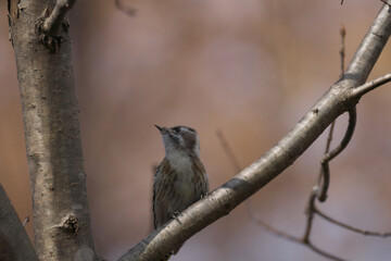 木の枝に止まったコゲラ