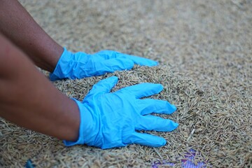 Agricultural researcher's hands wears blue gloves and hold rice grains. Concept : Research, analysis economic crops to improve and develop rice breeds. Control rice quality.  