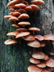 mushrooms in the forest