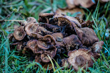 Little sprouting brown mushrooms 
