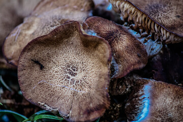 Little sprouting brown mushrooms 