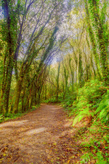 Fototapeta premium EL CAMINO