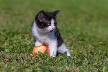 Naklejka na ściany i meble Cute Tuxedo kitten posing