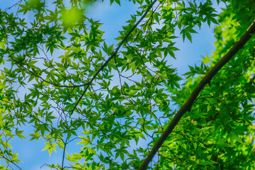 Fototapeta premium 緑のもみじと青い空
