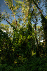 Lush vegetation. View of the wild flora in the tropical rainforest. 