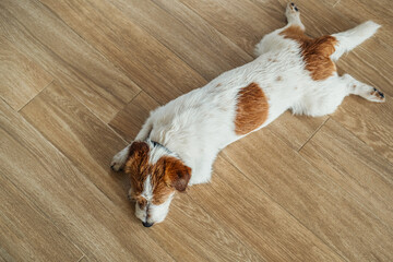 Purebred Jack Russell Terrier lying on the floor and relaxing.