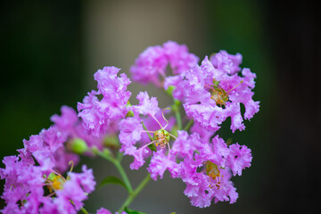 a twig of myrtle blooms with beautiful flowers