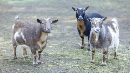 Curious Goats standing in animal pen. Farm in Santa Clara County, California, USA.