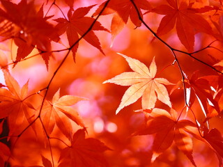 Naklejka na ściany i meble 北海道の秋風景 美しいカエデ