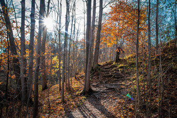 The sun shines down on a hiking trail through a forest in Short Hills Provincial Park near St. Catherines, Ontario. - obrazy, fototapety, plakaty