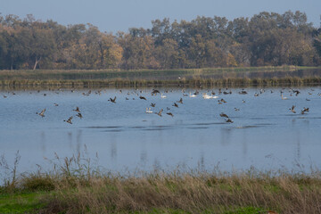 Ducks in a rice field on a foggy day.