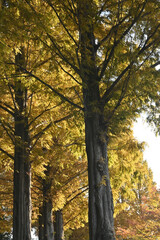 Naklejka premium 紅葉の並木