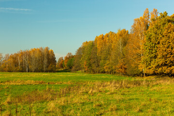 Landscape - the edge of the forest. A forest with a predominance of deciduous trees, a multi-colored palette,
