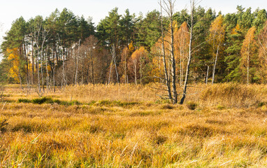 Fototapeta premium Landscape - the edge of the forest. A forest with a predominance of deciduous trees, a multi-colored palette, 