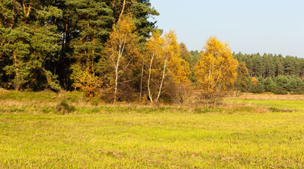 Landscape - the edge of the forest. A forest with a predominance of deciduous trees, a multi-colored palette,
