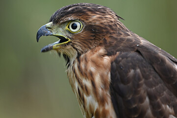 red tailed hawk