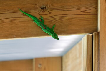 gecko