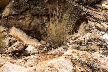 Dry Grass Growing On Rocks During Drought