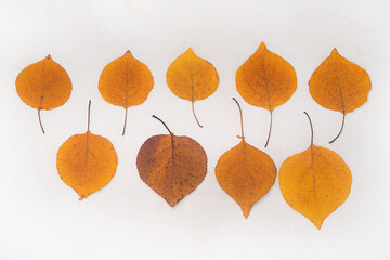 Flatlay composition autumn yellow leaves white relief background. Close-up