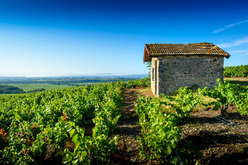 Cadole au milieu du vignoble de Morgon, Beaujolais, France