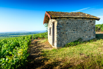 Cadole au milieu du vignoble de Morgon, Beaujolais, France