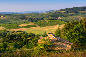 Cadole dans le paysage Beaujolais, France