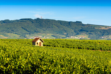 Cadole au milieu du vignoble de Morgon, Beaujolais, France