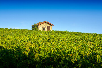 Cadole au milieu du vignoble de Morgon, Beaujolais, France