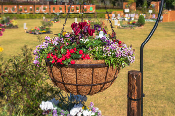 秋の花の寄せ植え　ハンギングバスケット