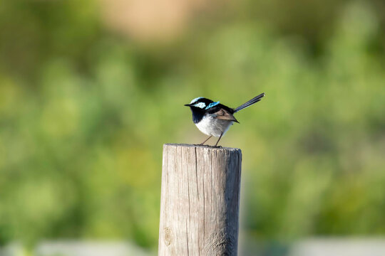 Superb Fairy-wren on wooden post of fence