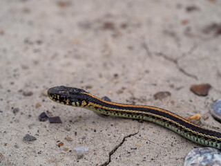 snake on the beach