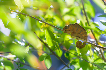 Chamaleon of Reunion Island