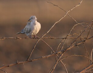 Ring necked dove bird on branch. Streptopelia capicola. Half collared dove. Cape turtle dove.