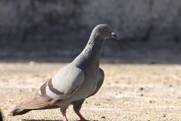 pigeon on the ground. Rock dove. Rock pigeon. Common pigeon. 