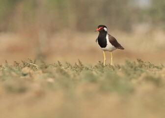 Red wattled lapwing bird on ground. Vanellus indicus.