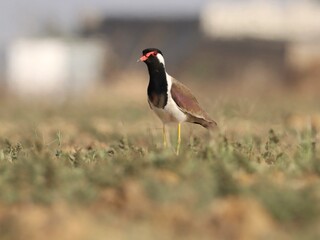 Red wattled lapwing bird standing on ground. Vanellus indicus. Asian lapwing.