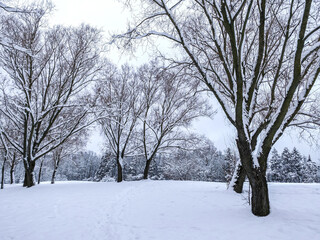 winter landscape. frozen trees covered by freshly fallen snow.